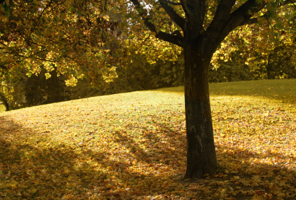 How Everyday Environments Quietly Influence Our Physical and Mental Wellbeing